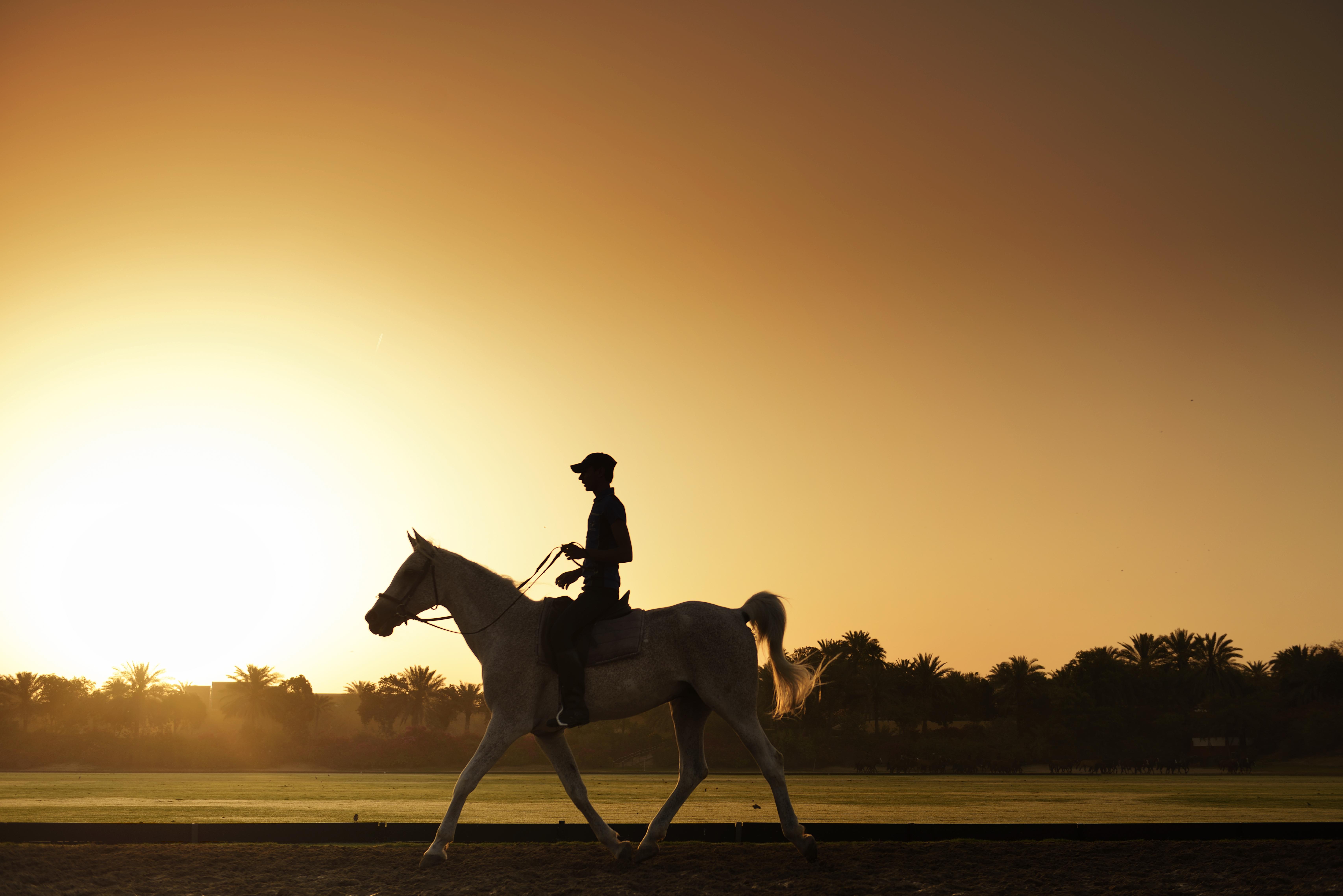 Melia Desert Palm Member Of Melia Collection Dubai Exterior photo A horse and rider at sunrise