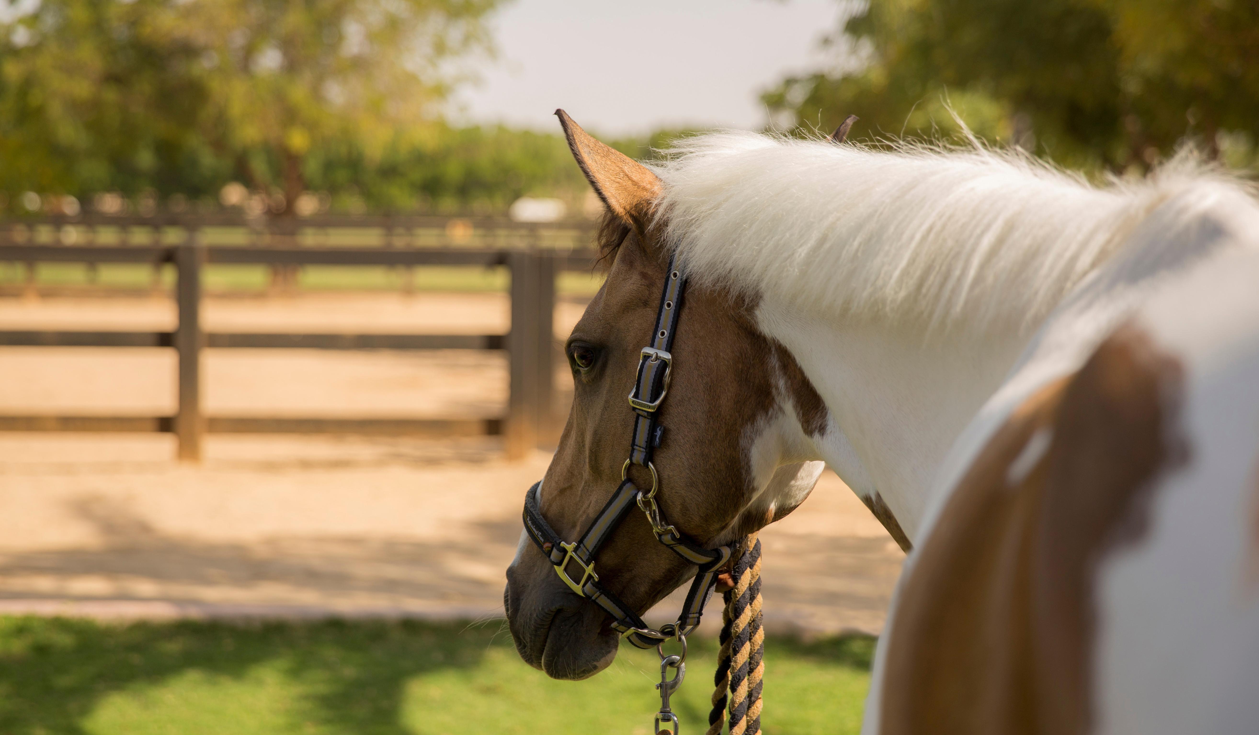 Melia Desert Palm Member Of Melia Collection Dubai Exterior photo A horse wearing a snaffle bridle