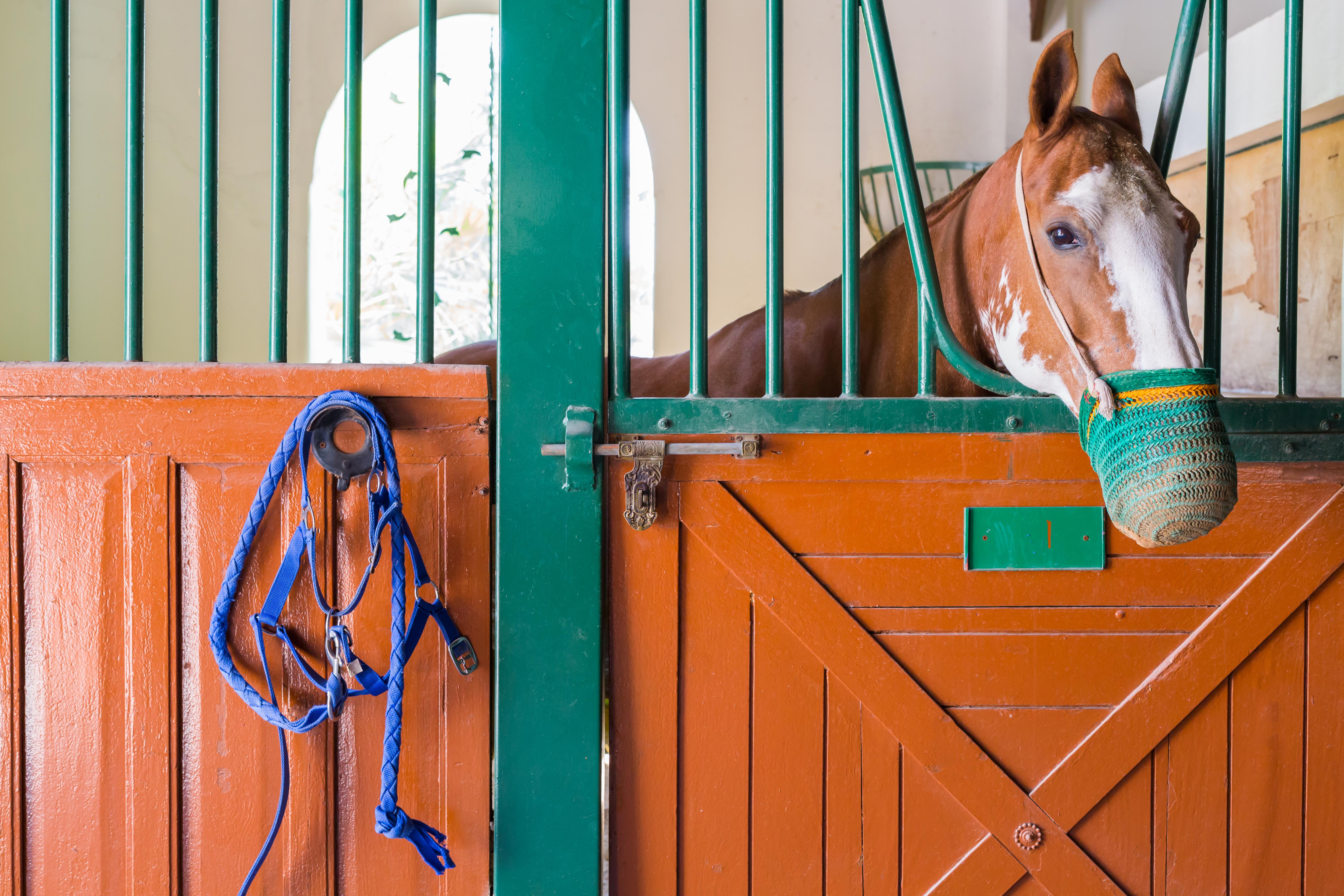 Melia Desert Palm Member Of Melia Collection Dubai Exterior photo A horse in a stable
