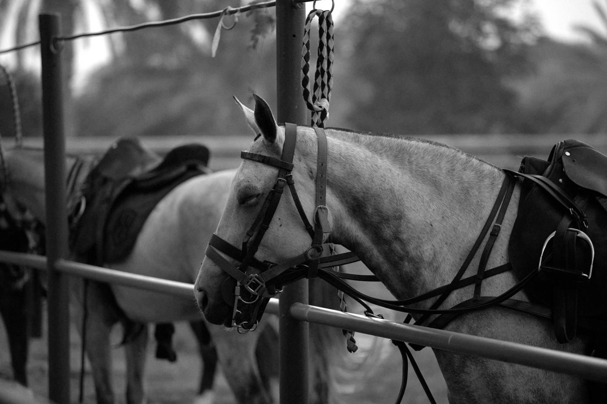 Melia Desert Palm Member Of Melia Collection Dubai Exterior photo A horse wearing an English bridle